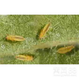 山东潍坊蓟马杀虫剂产品批发——物美价廉，高效防治蔬菜与花卉害虫